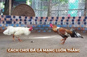 Làm Chủ Sới Gà Sabong Asia99 Hướng Dẫn Cược Thắng Lớn